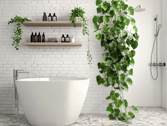 Pflanzen fürs Bad ohne Licht 10 Efeutute (Epipremnum pinnatum) im Badezimmer