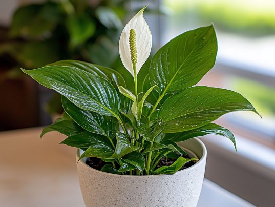 Pflanzen fürs Bad ohne Licht 9 Einblatt (Spathiphyllum wallisii) im Badezimmer