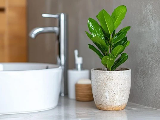 Glücksfeder Zamioculcas zamiifolia im Badezimmer