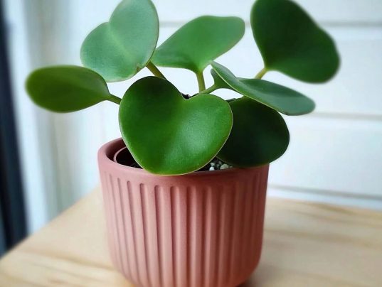 Pflanzen fürs Bad ohne Licht 12 Herzblatt (Hoya kerrii) im Badezimmer