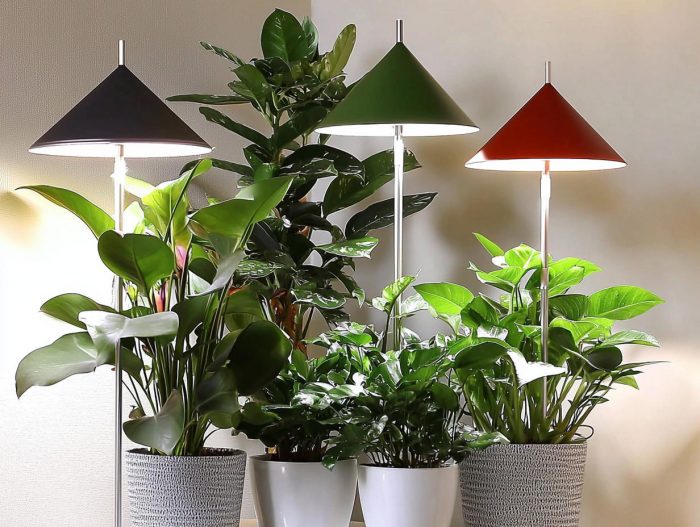 Pflanzen fürs Bad ohne Licht 15 LED Pflanzlampen im Bad