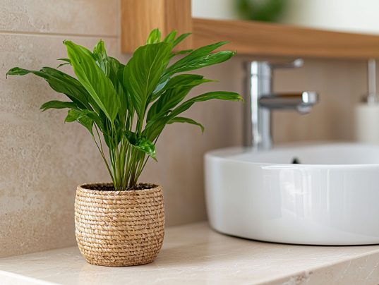 Pflanzen fürs Bad ohne Licht 8 Schusterpalme (Aspidistra elatior) im Badezimmer